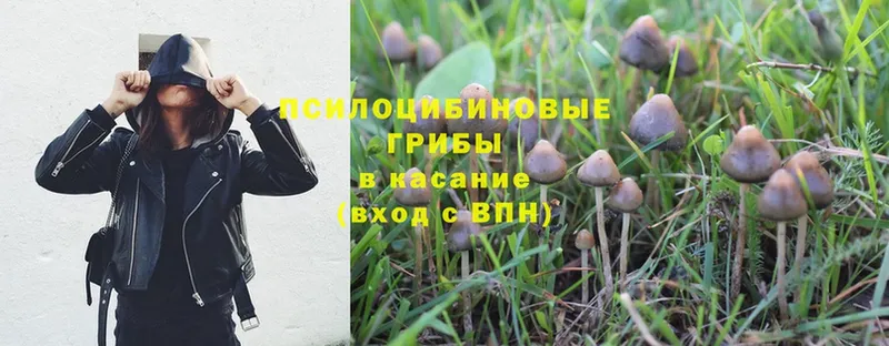 сколько стоит  Кимовск  Псилоцибиновые грибы Magic Shrooms 